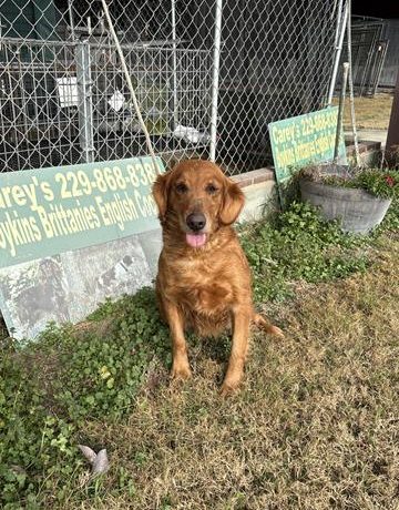 Cahill