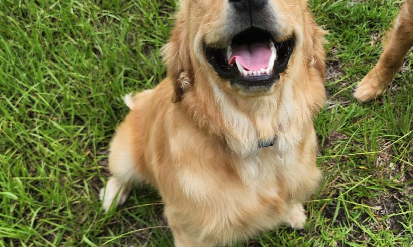 Benny Benny