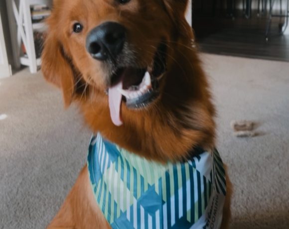 Buddy