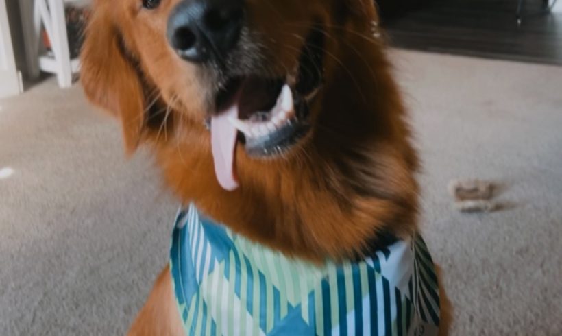 Buddy